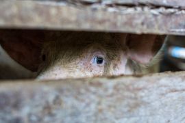Schwein