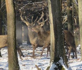 Hirsche, denn die Zunger heraus hängt.