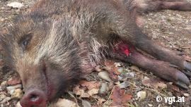 Wildschwein