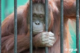 Orang-Utan