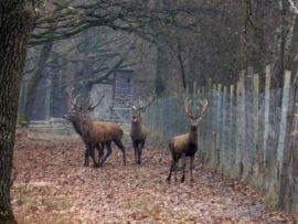 Gruppe von atemlosen Hirschen im Gatter