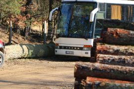 Bus im Wald hinter Baumstämmen