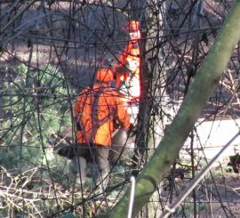 Treiber trägt totes Wildschwein hinter dem Gatterzaun