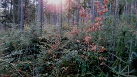 Wald mit kräftigem Unterwuchs