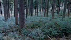 Wald mit markierten Bäumen