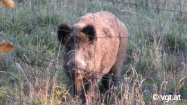 Wildschweingatter