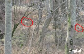 Hund jagd Wildschwein durchein Dickicht
