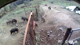 Wildschweine in einem Gehege
