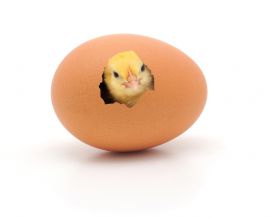 Küken