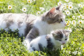 Katzen