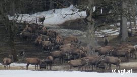 Tiere