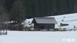 Futterstelle