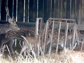 Rehe
