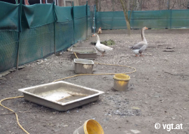 Gänse