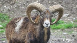 Mufflon