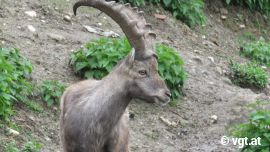 Steinbock