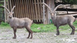 Steinbock