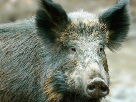 Wildschwein in Großaufnahme