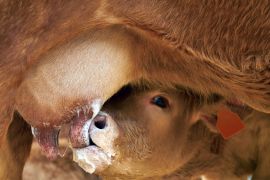 Kalb trinkt