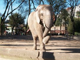 Elefant