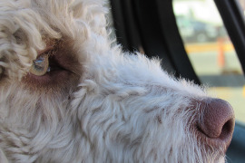 Hund im Auto