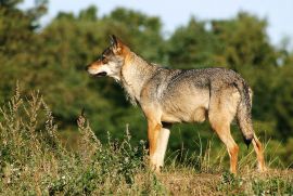 Grauwolf