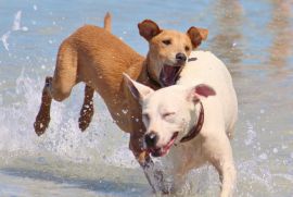Hunde beim Spielen