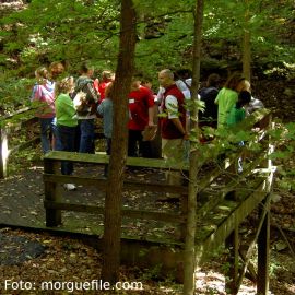 Wandergruppe im Wald