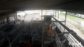 Mann schlägt in einer Verladestation mit Stock einen verängstigten Stier