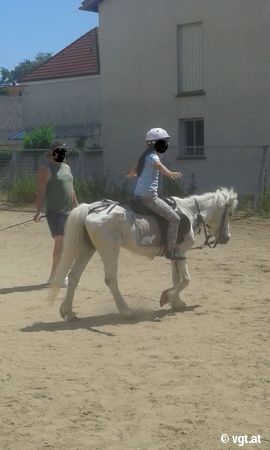 Pony