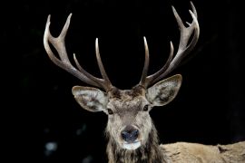 Hirsch