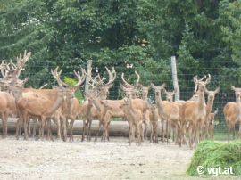Wild im Jagdgatter