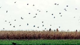 Fasane über einem Feld.