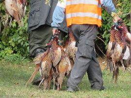 Jagdhelfer tragen tote Fasane