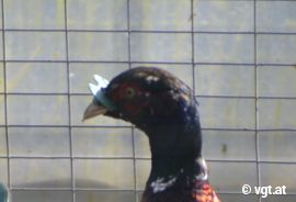 Zuchtfasan mit Geflügelbrille