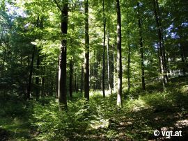 Wald