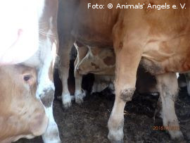Köpfe zwischen den Beinen anderer Kühe
