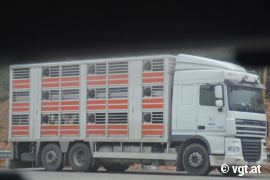 Kälbertransport 1