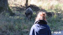 Wildschwein