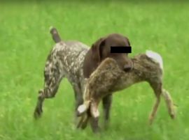 Jagdhund