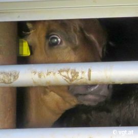 Ein Kalb blickt traurig aus einem Transporter
