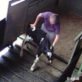 Ein verängstigtes Kalb wird beim Entladen mit Gewalt gezwungen weiter zu gehen