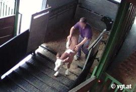 Ein Arbeiter verdreht einem Kalb beim Entladen den Schwanz