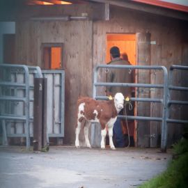 Ein kleines Kalb steht einsam angebunden an einem Zaun