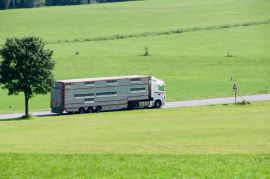 Lebendtiertransporter auf Landstraße