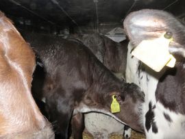 Kälber eng zusammengedrängt im Inneren eines Tiertransporters