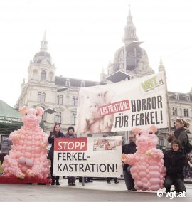 Luftballon-Schweine