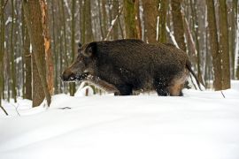 Wildschwein
