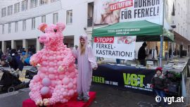 Aktion gegen betäubungslose Ferkelkastration 1