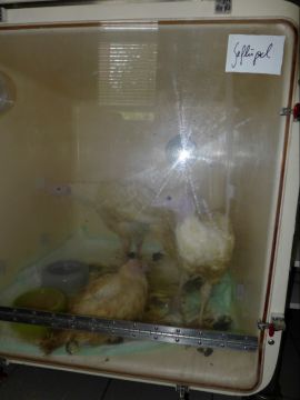 Box mit Puten
